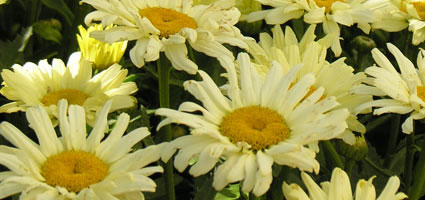 Shasta daisy