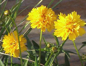 Coreopsis