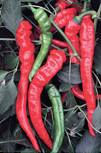 Jimmy Nardello's Italian pepper