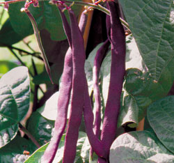 Purple-podded pole bean
