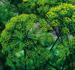 Grandma Einck's dill