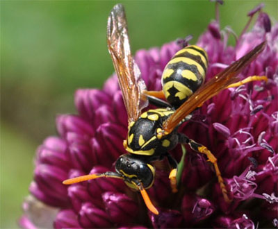 European paper wasp