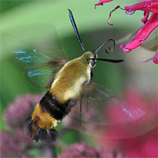 Hummingbird moth