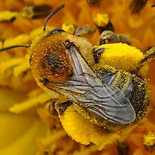 Honeybee with pollen