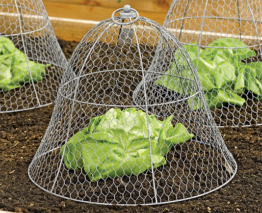 Chicken wire cloche protects vegetable crops