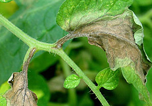 Late blight on leaf