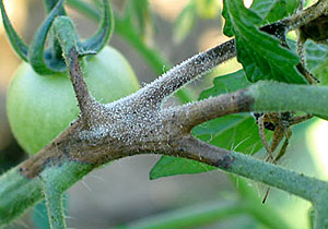 Late blight stem lesions on tomato plant