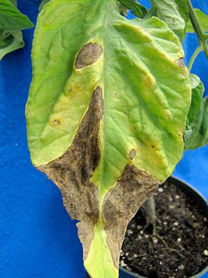 Drought stress on tomato plant