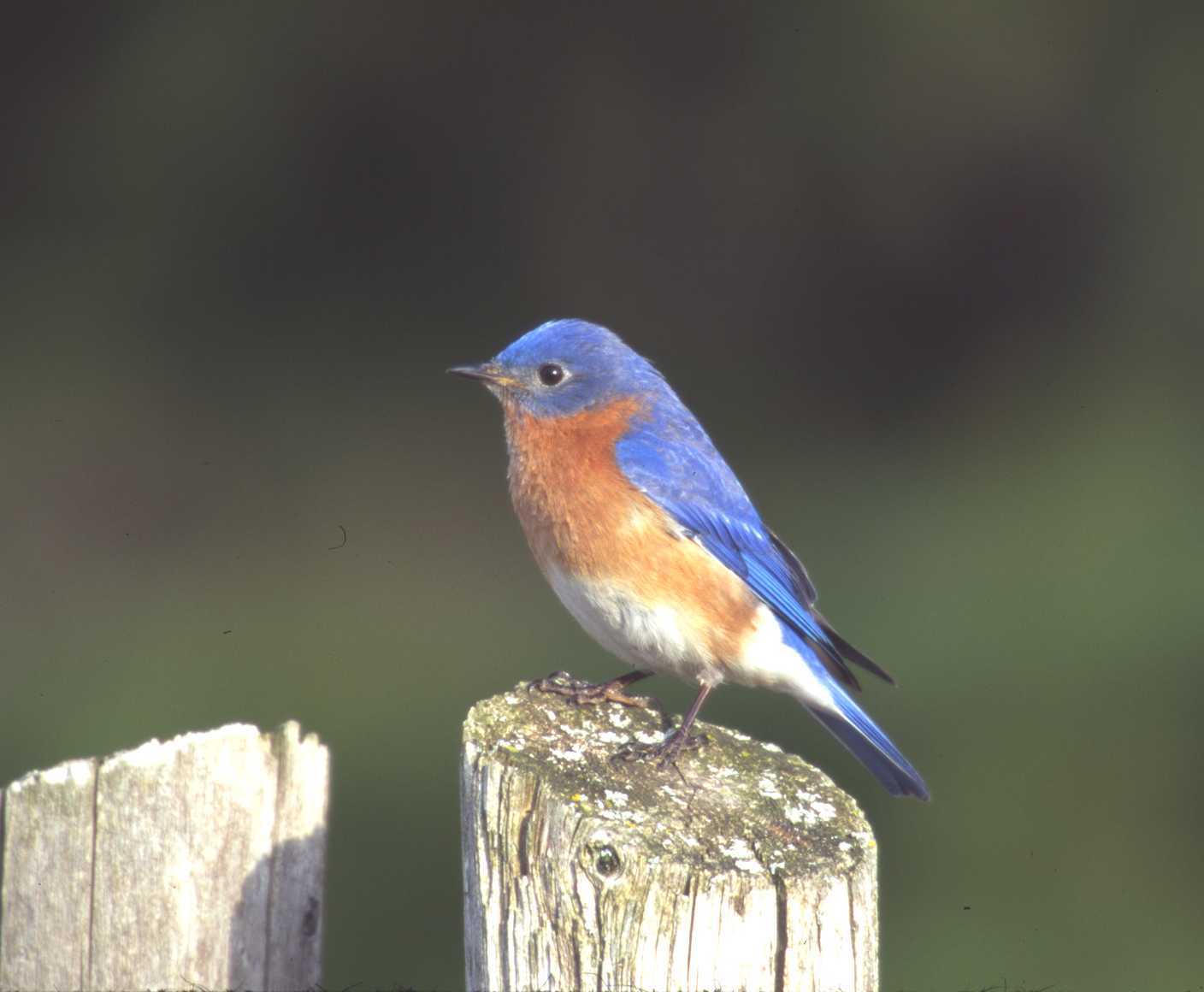 Bluebird