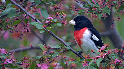 Rose-breasted grosbeak