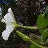 Thumbnail #4 of Ipomoea alba by dave