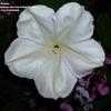 Thumbnail #1 of Ipomoea alba by Brinda