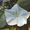 Thumbnail #5 of Ipomoea alba by JJsgarden