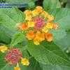 Thumbnail #1 of Lantana camara by Lynn213