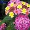 Thumbnail #2 of Lantana camara by teach1971