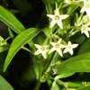 Thumbnail #5 of Cestrum nocturnum by Joy