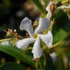 Thumbnail #3 of Trachelospermum jasminoides by growin