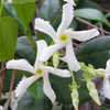 Thumbnail #2 of Trachelospermum jasminoides by IslandJim