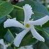 Thumbnail #4 of Trachelospermum jasminoides by Thaumaturgist