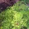 Thumbnail #1 of Asparagus densiflorus by Joy