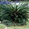 Thumbnail #1 of Cycas revoluta by IslandJim