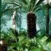 Thumbnail #4 of Cycas revoluta by Chamma