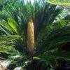 Thumbnail #3 of Cycas revoluta by IslandJim