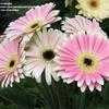 Thumbnail #1 of Gerbera jamesonii by kniphofia