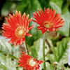 Thumbnail #3 of Gerbera jamesonii by JSS