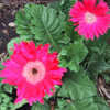 Thumbnail #4 of Gerbera jamesonii by gardengrrl