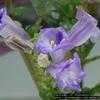 Thumbnail #3 of Strobilanthes dyerianus by Floridian