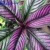 Thumbnail #1 of Strobilanthes dyerianus by Violet