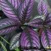 Thumbnail #2 of Strobilanthes dyerianus by Joy