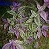 Thumbnail #4 of Strobilanthes dyerianus by vroomp