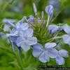 Thumbnail #1 of Plumbago auriculata by Floridian