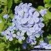 Thumbnail #3 of Plumbago auriculata by Floridian