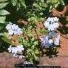 Thumbnail #4 of Plumbago auriculata by Dinu