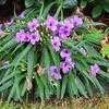 Thumbnail #1 of Ruellia tweediana by FlowerManiac