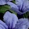 Thumbnail #4 of Ruellia tweediana by Chamma