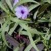 Thumbnail #5 of Ruellia tweediana by Chamma