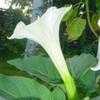 Thumbnail #2 of Datura inoxia by Evert