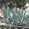 Thumbnail #4 of Agave americana by dave