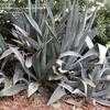 Thumbnail #1 of Agave americana by palmbob