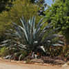 Thumbnail #3 of Agave americana by melody