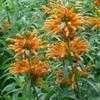 Thumbnail #1 of Leonotis leonurus by Floridian