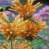 Thumbnail #3 of Leonotis leonurus by stellapathic