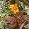 Thumbnail #2 of Canna x generalis by JJsgarden