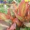 Thumbnail #4 of Canna x generalis by Debby