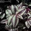 Thumbnail #3 of Tradescantia zebrina by DaylilySLP