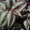 Thumbnail #5 of Tradescantia zebrina by DaylilySLP